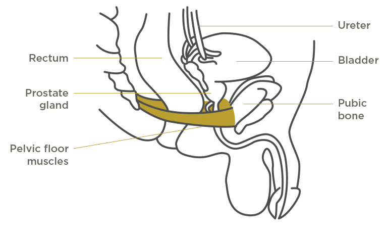Pelvic Floor Muscle Names : Anatomical Male Pelvis with Pelvic Floor